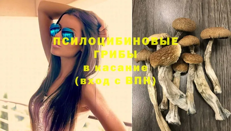 Псилоцибиновые грибы Cubensis  Балтийск 